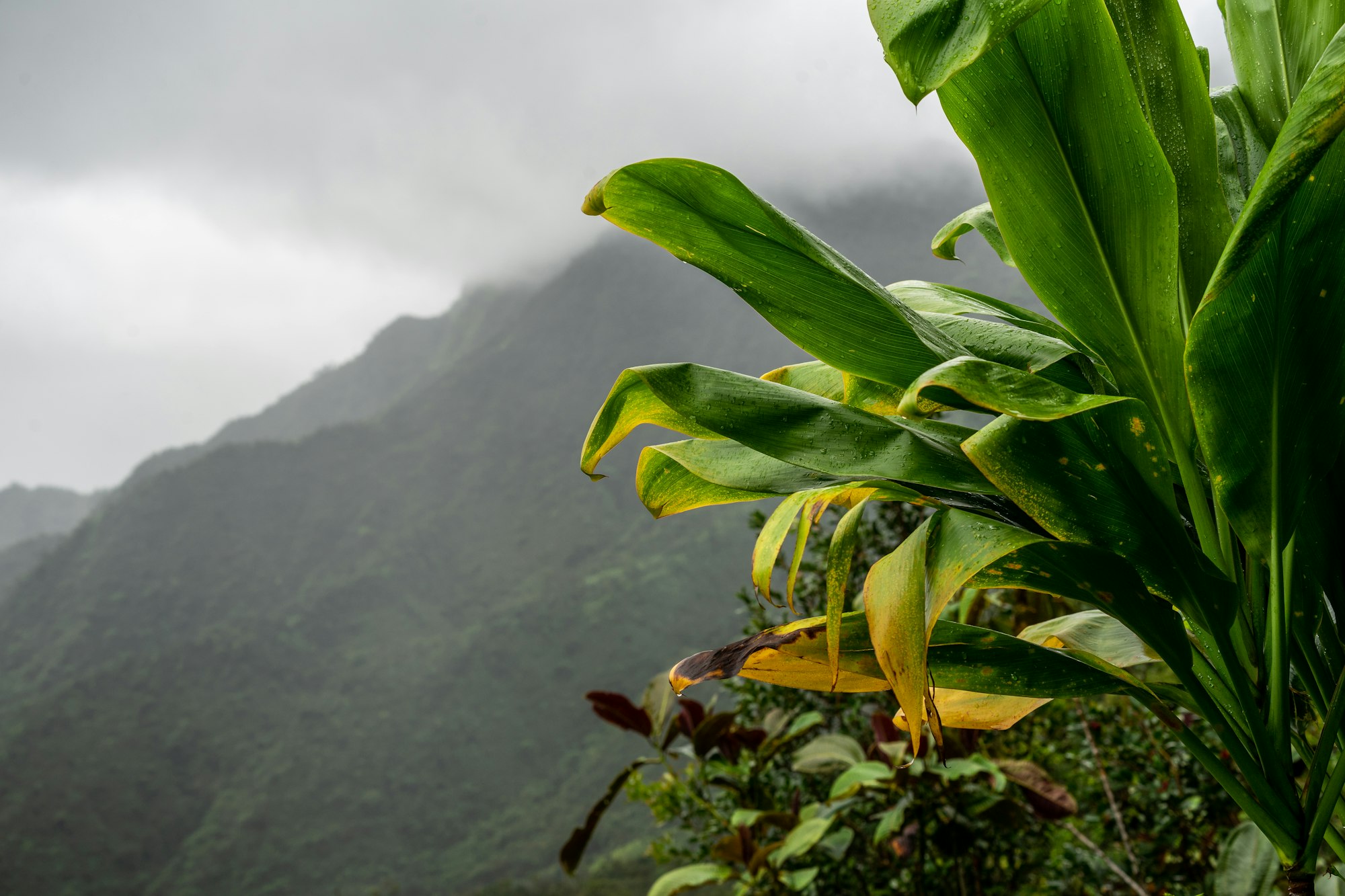Tahiti Fresh Food